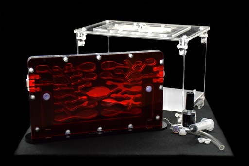 Offre spéciale Ant City + Grande Aire de Chasse (Transparente)